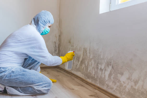 Mold Remediation specialist working in West Olive